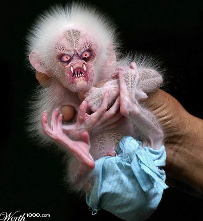 http://www.5mzen.com/img/c/u/cute-baby-monkey-images_4.jpg